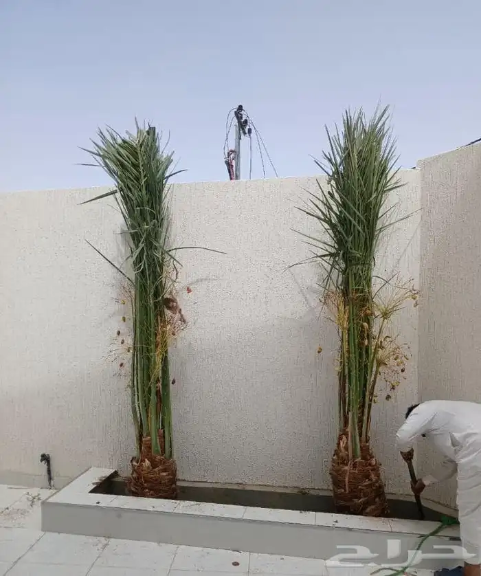 تحت اشراف ابو علي لتوريد وتركيب انخيل 0