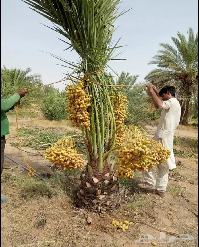 نخل مثمر للبيع 4