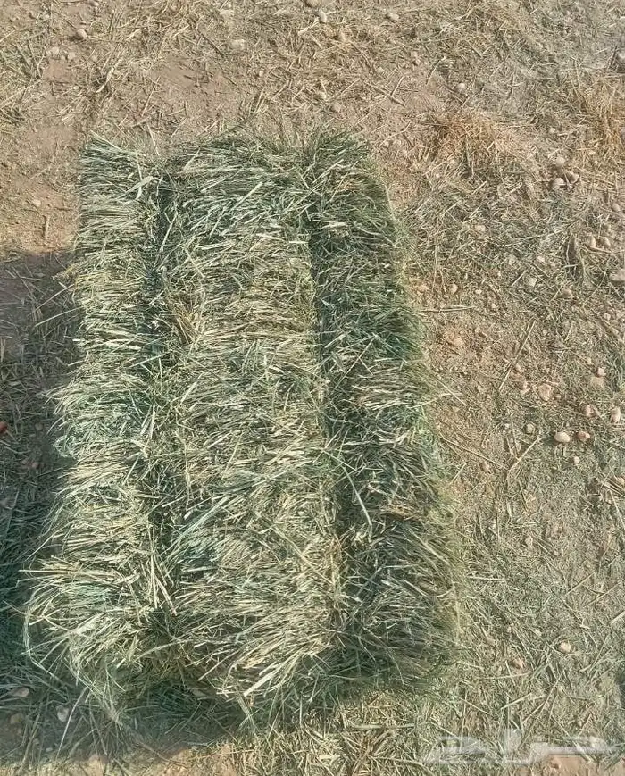 بلوبنك ناعم صافي 1