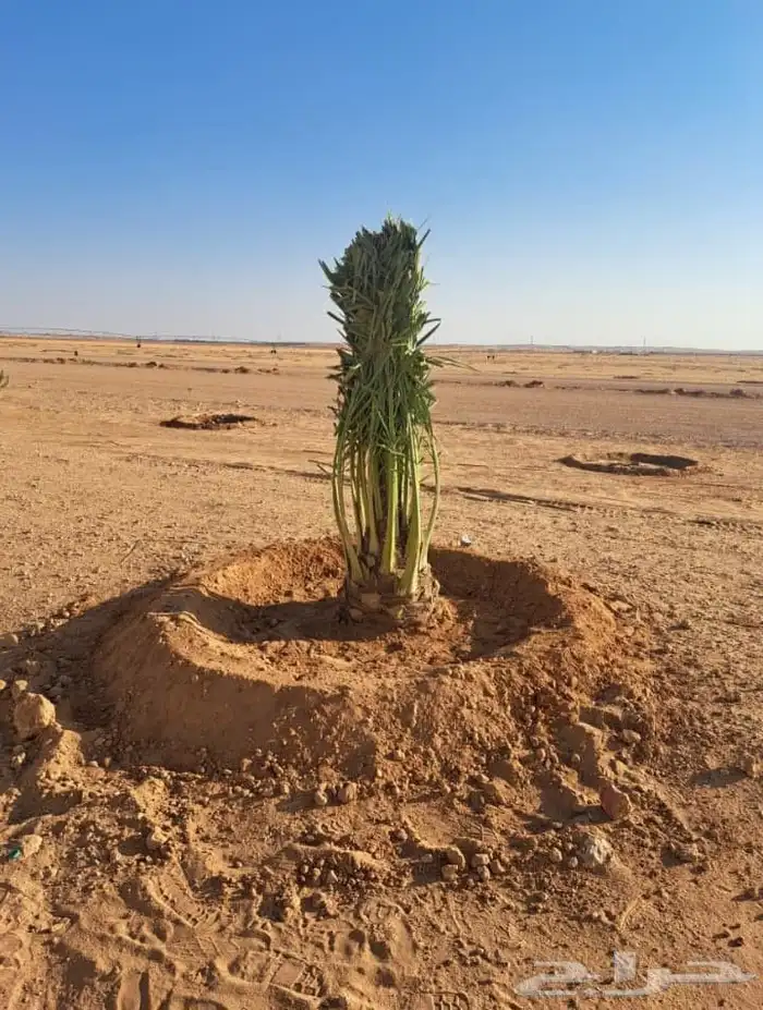 نخل للبيع 6