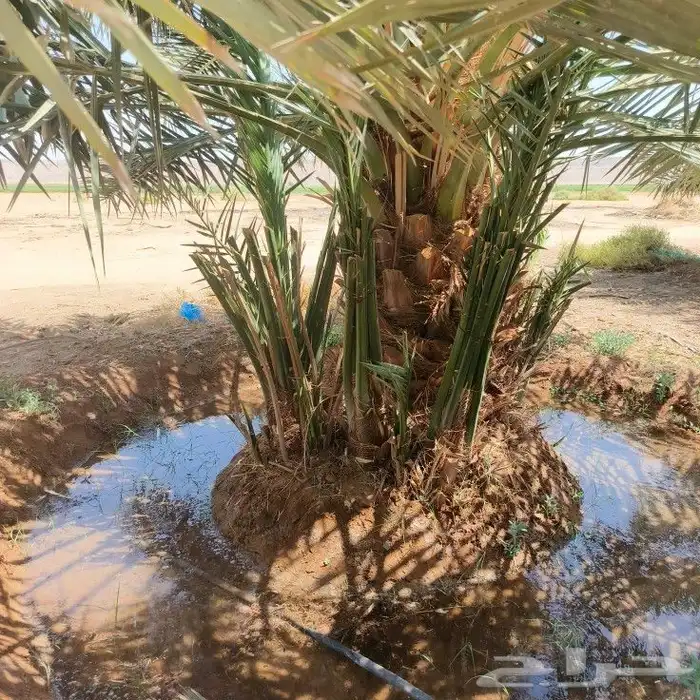 غرس شيش 2