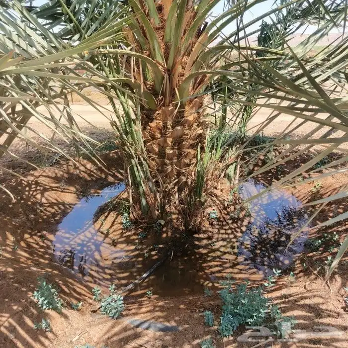 غرس شيش 3