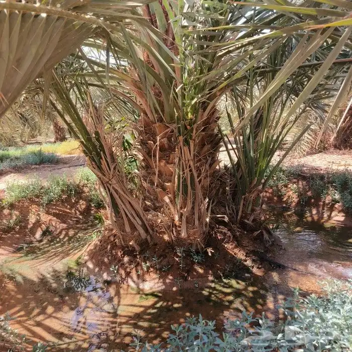 غرس شيش 1