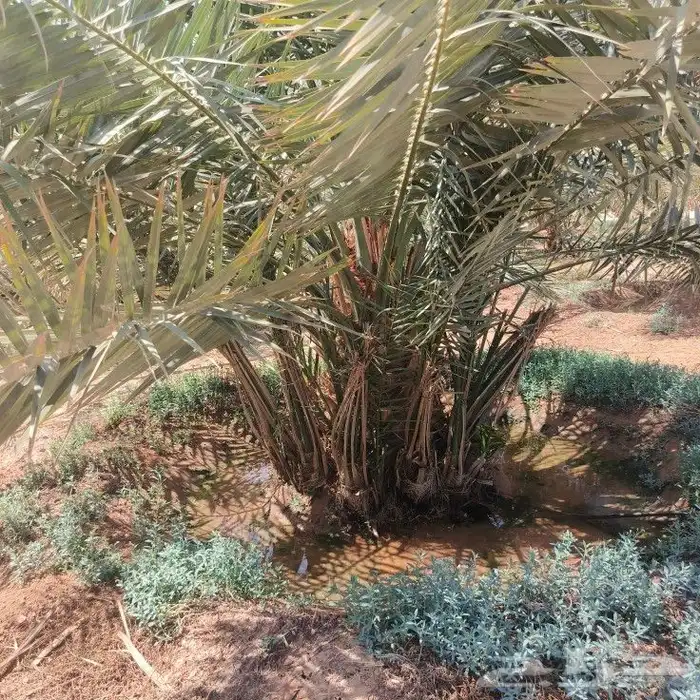 غرس شيش 4