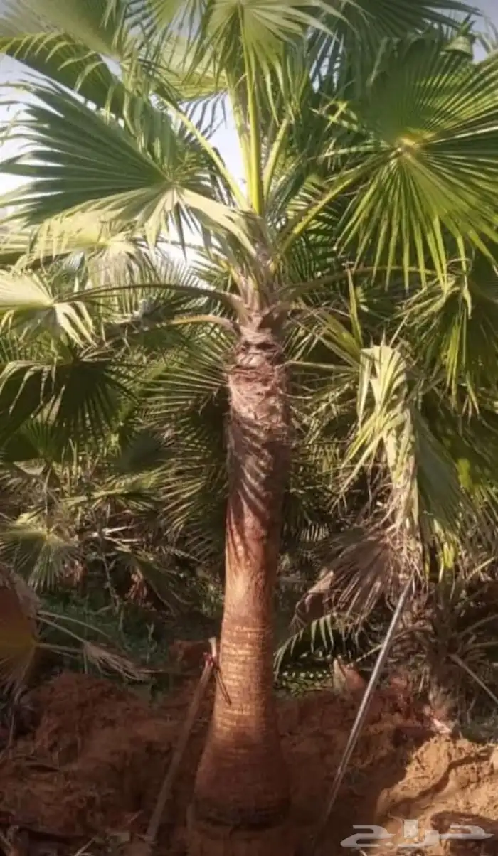 نخل واشنطن زينه مروحه درجه اولى وأشجار مختلفة الأنواع 2