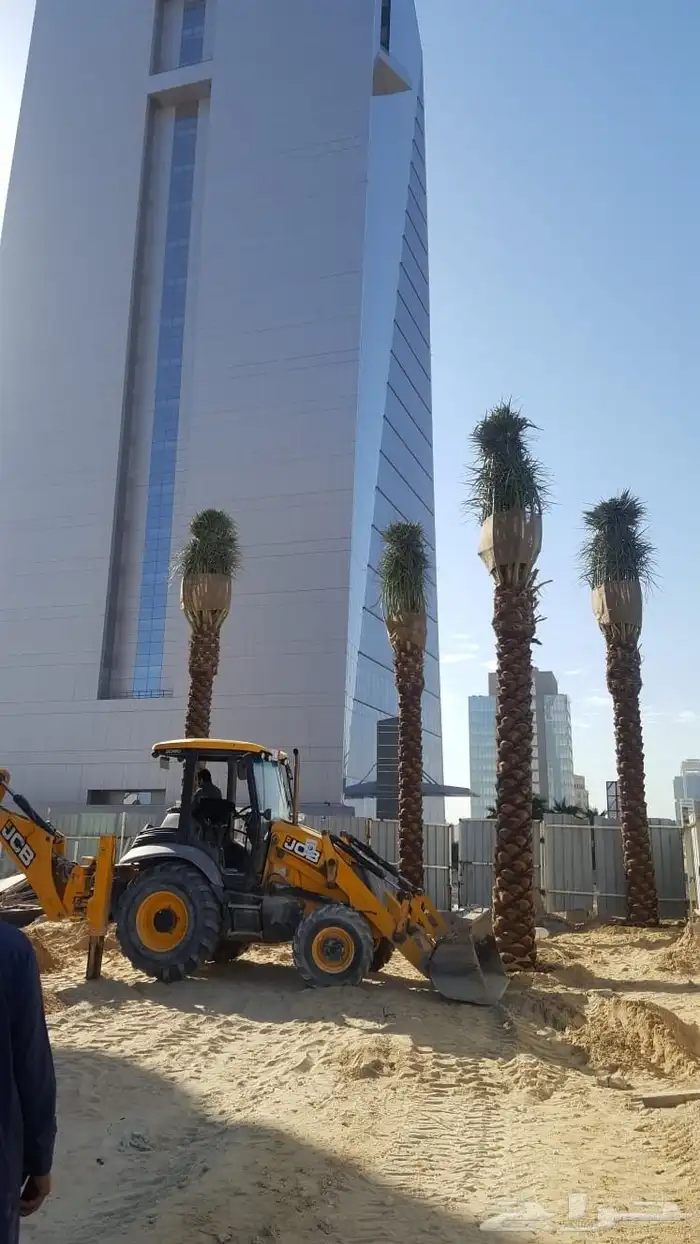 شجر الزيتون المعمر بجميع انواعها واحجامه ونخيل عربي 0