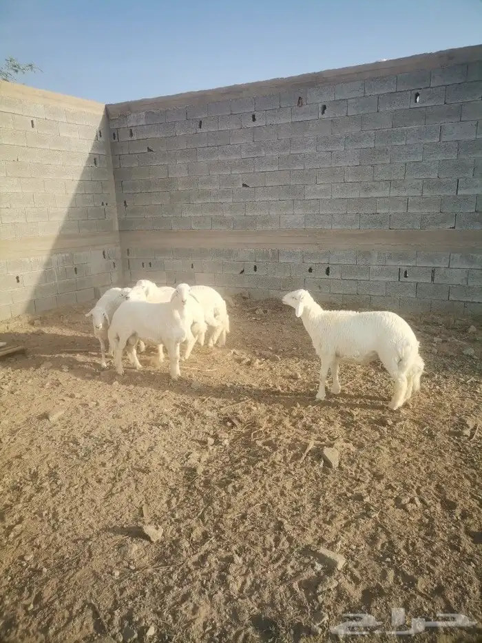 طليان ذبايح ماشاء الله تبارك الله 1