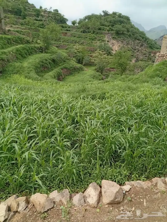 مراتب طبيه واسره خشب حديد مخفض 10