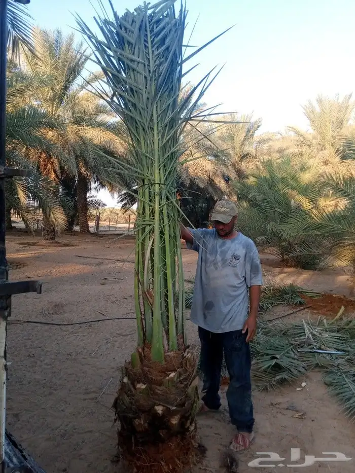 نخل للبيع نخيل مثمر نقايل جثايث توصيل في جميع المواقع 0