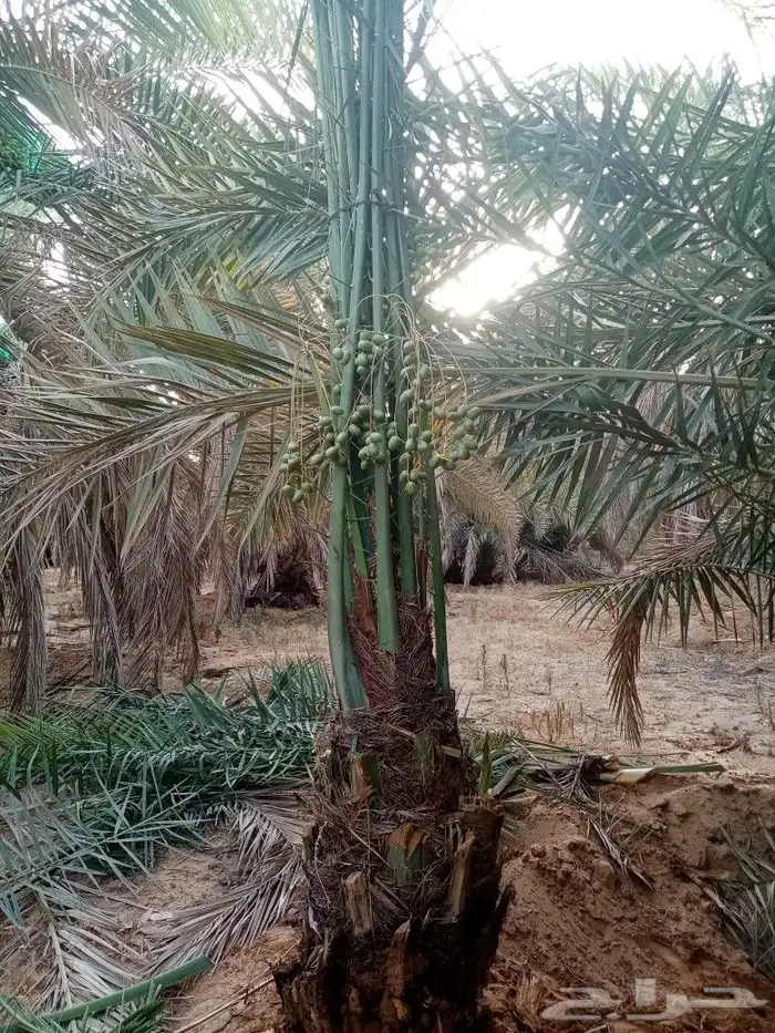 نخل للبيع اخلاص صقعي مجدول شيشي خضري دخيني هلالي 4