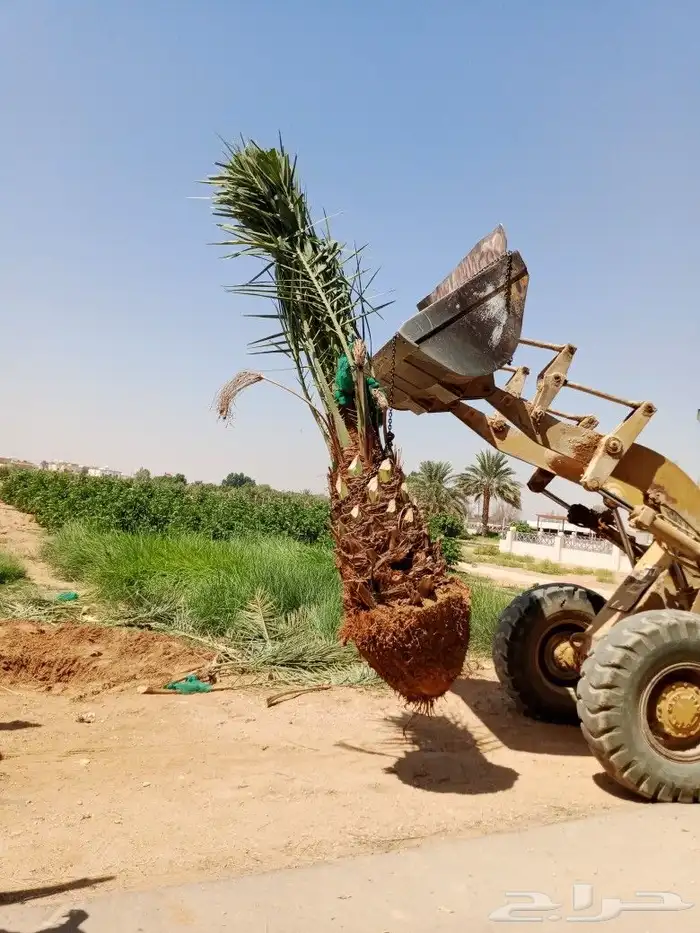 نخل للبيع نخيل مثمر نقايل جثايث توصيل في جميع المواقع 6