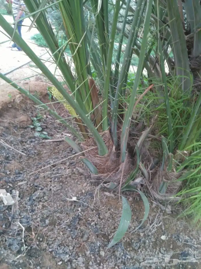يوجد لدي نخيل عربي نقايل وفروخ طيبه وانواع مم وواشنطني زينه 0