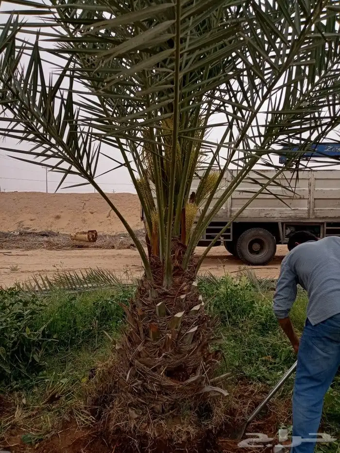 نخل للبيع اخلاص صقعي مجدول شيشي خضري دخيني هلالي 8