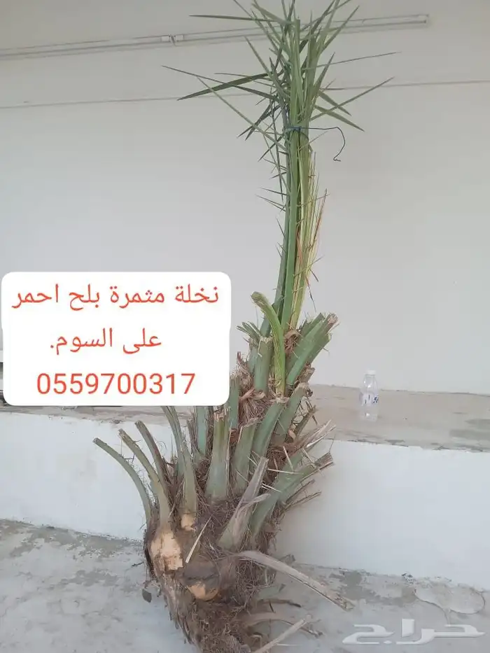 نخلة مثمرة تمرها بلح احمر 0
