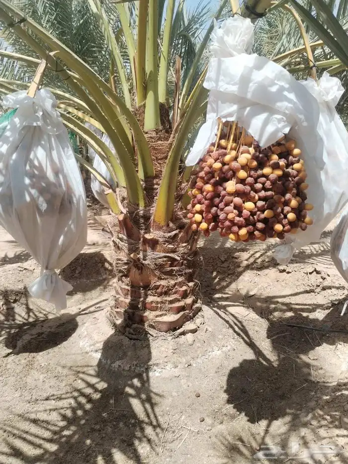 نخل عربي نخيل للبيع خلاص برحي سكري شيشي هلالي صقعي سلاطين 3