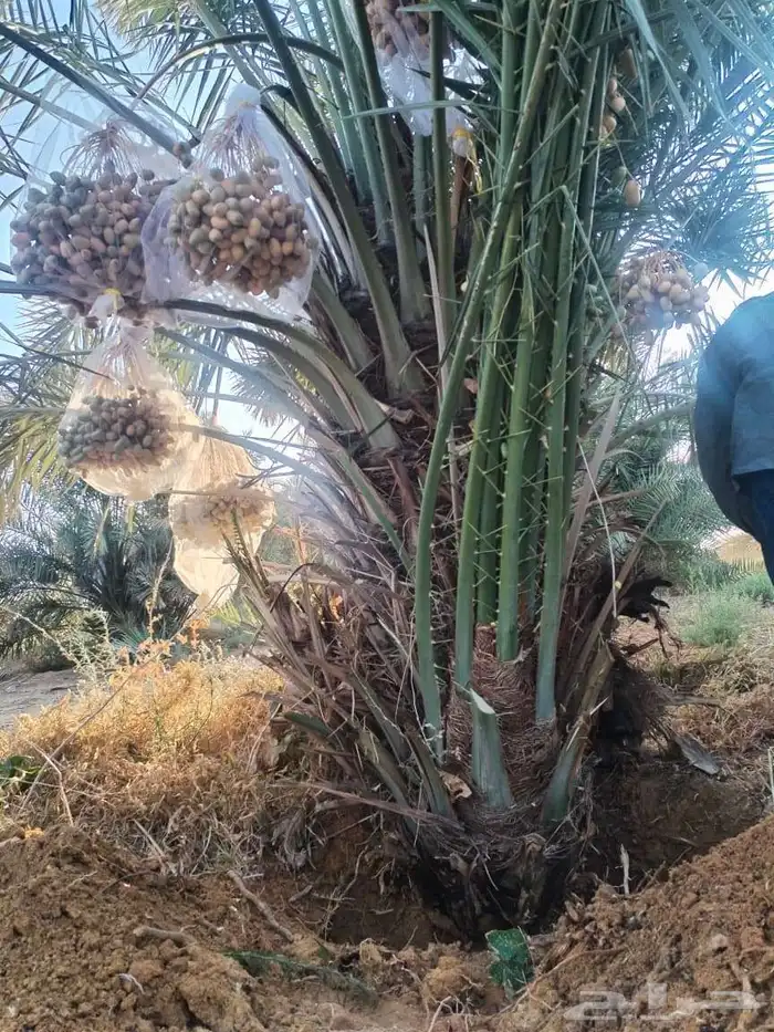 نخل للبيع 3