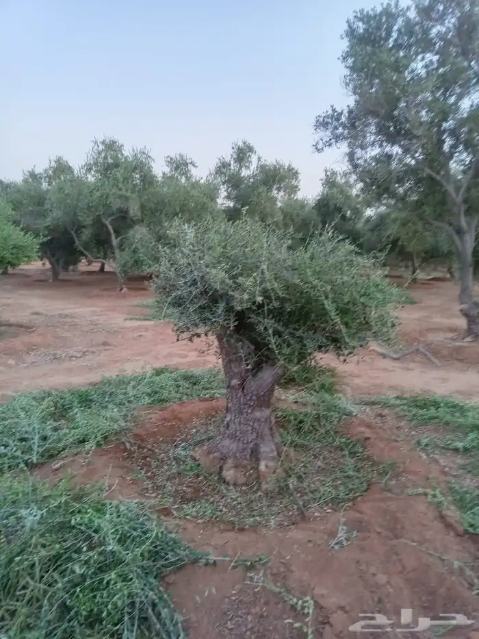 يوجد لدينا زيتون معمر مثمر جميع الأحجام ويوجد وسط ويوجد شتلا 5