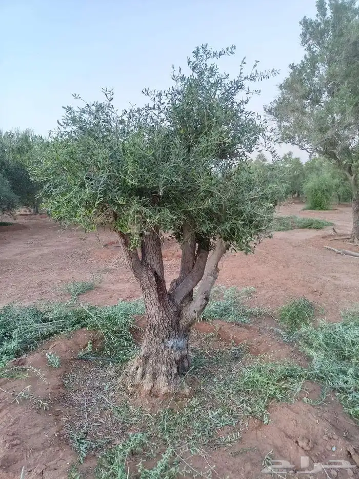 يوجد لدينا زيتون معمر مثمر جميع الأحجام ويوجد وسط ويوجد شتلا 7