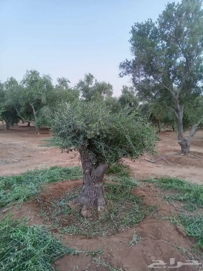 يوجد لدينا زيتون معمر مثمر جميع الأحجام ويوجد وسط ويوجد شتلا 3