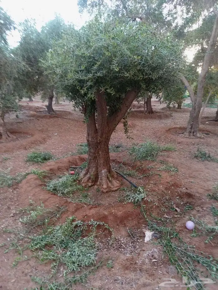 يوجد لدينا زيتون معمر مثمر جميع الأحجام ويوجد وسط ويوجد شتلا 9