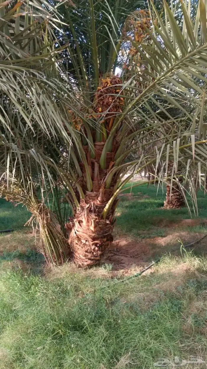 نخيل عربي واشنطني الخرج توصل وتركيب 2