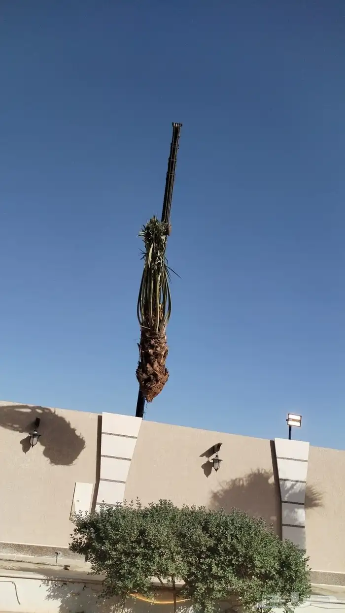 نخيل عربي واشنطني الخرج توصل وتركيب 0