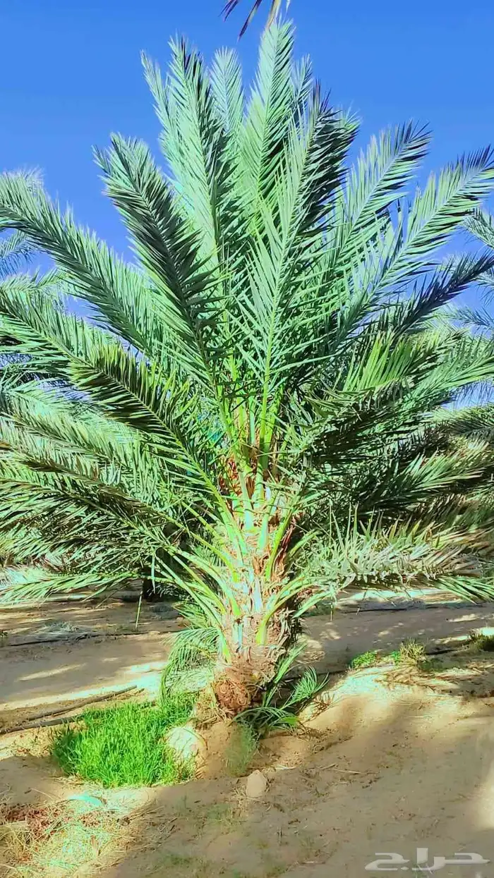 نخيل البيع اسعارنا معقوله نخل طيب 1
