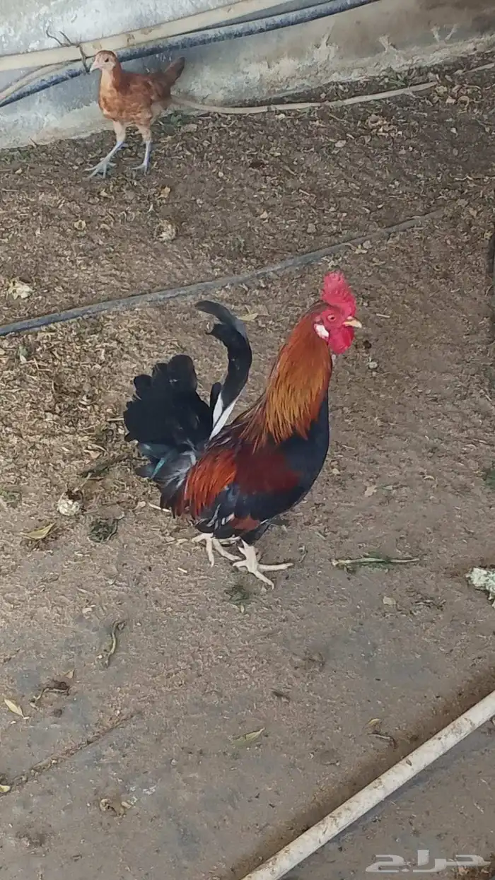 ديك عربي 2