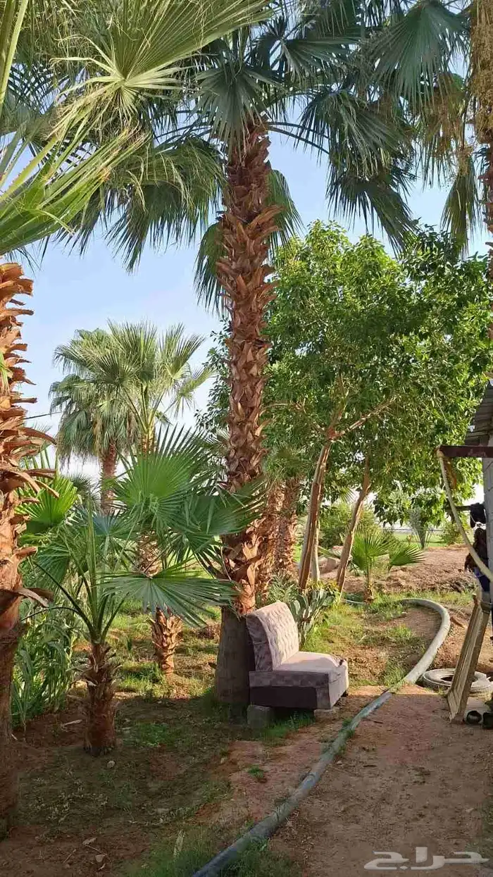 نخل مثمر للبيع 3