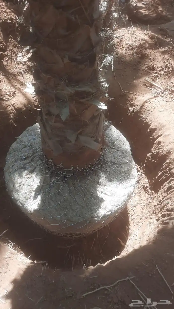 نخل نخيل واشنطن واشنطني ابومروحة درجه اولى 2