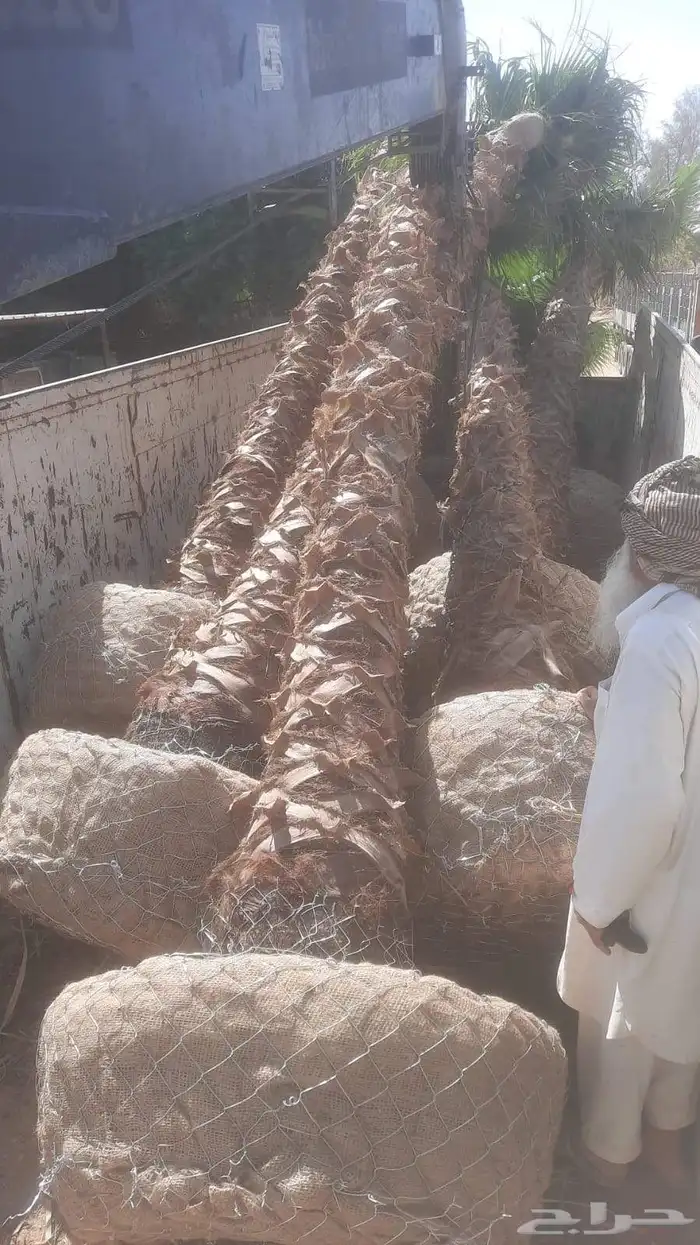 نخل نخيل واشنطن واشنطني ابومروحة درجه اولى 3
