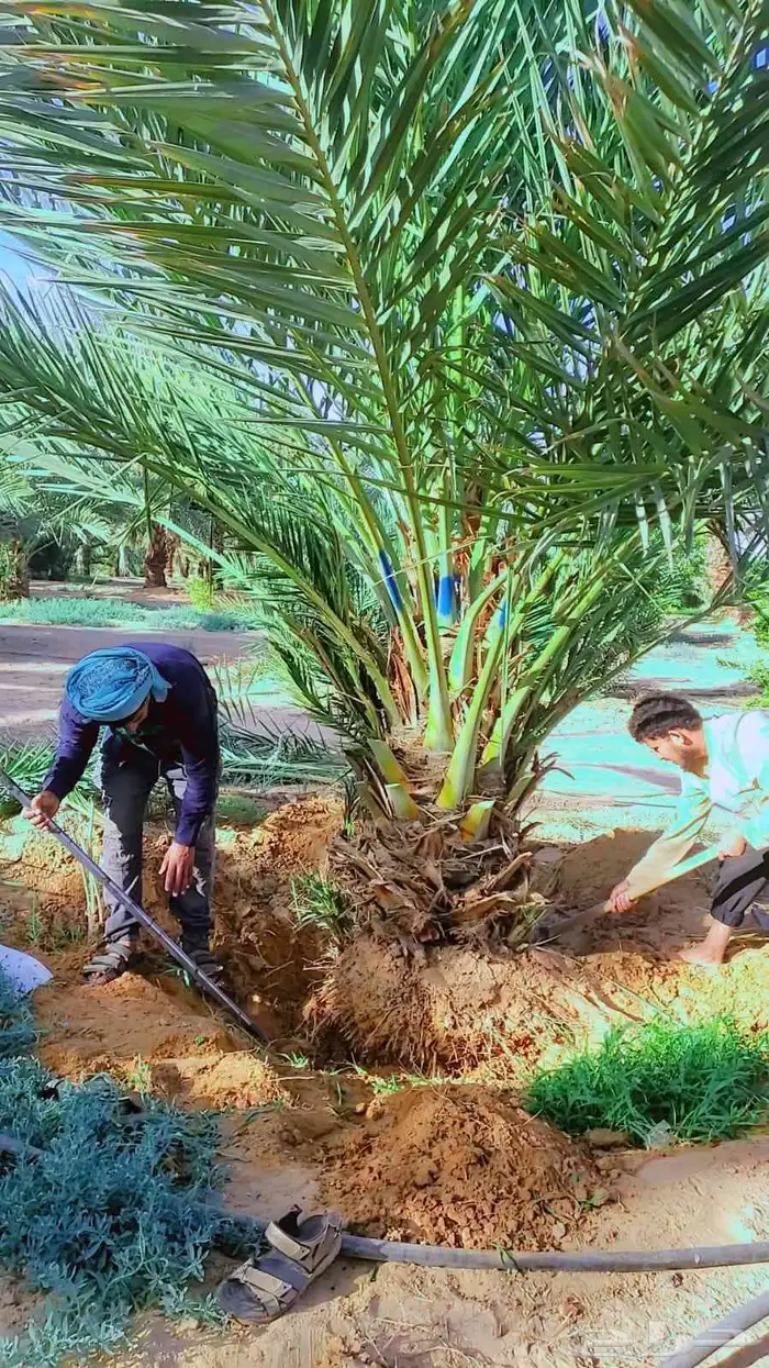 نخيل البيع اسعارنا معقوله نخل طيب 2