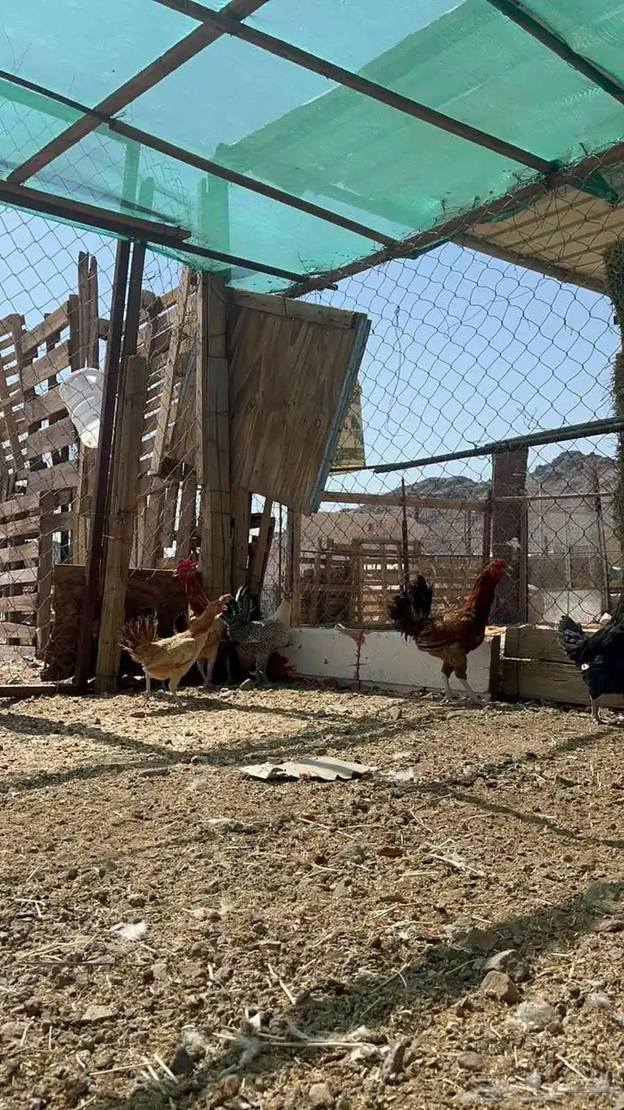 دجاج بلدي بيض 1
