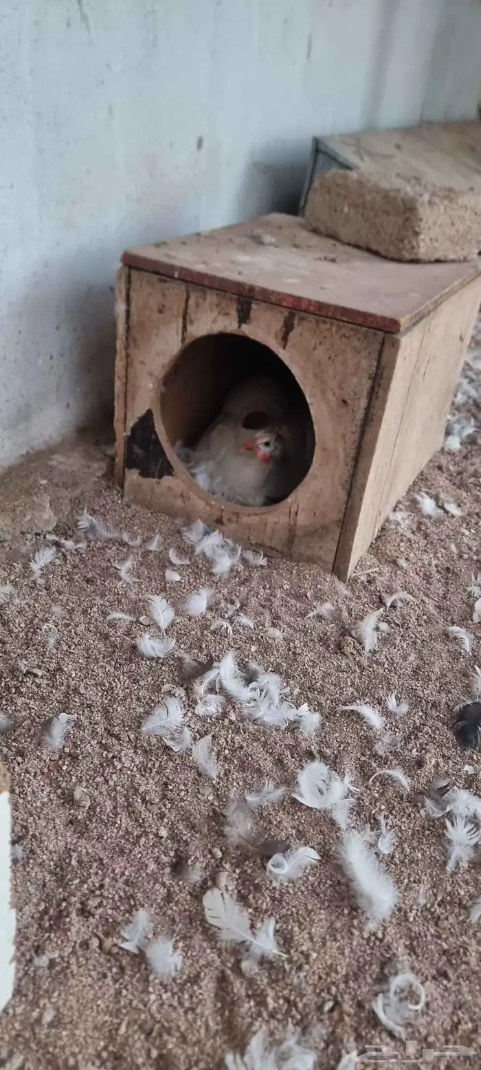 دجاج حبشي ابيض 2