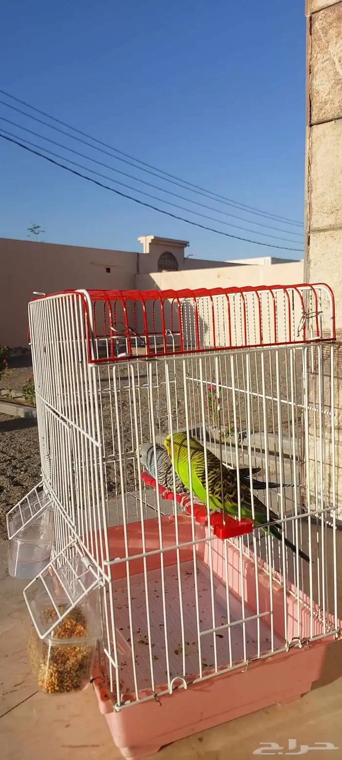 السلام عليكم طيور بادجي للبيع مع العلف حقهن نوعين العلف 0
