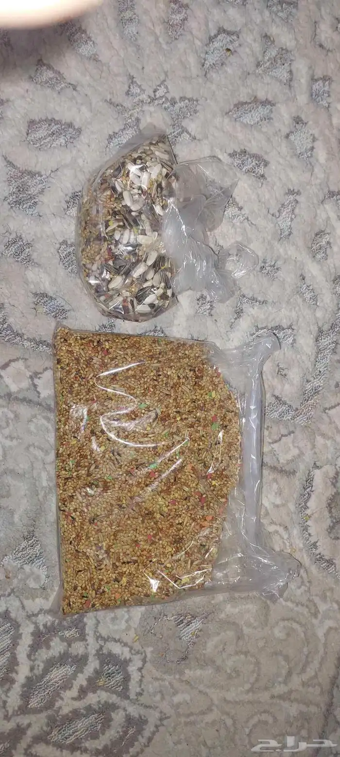 السلام عليكم طيور بادجي للبيع مع العلف حقهن نوعين العلف 3