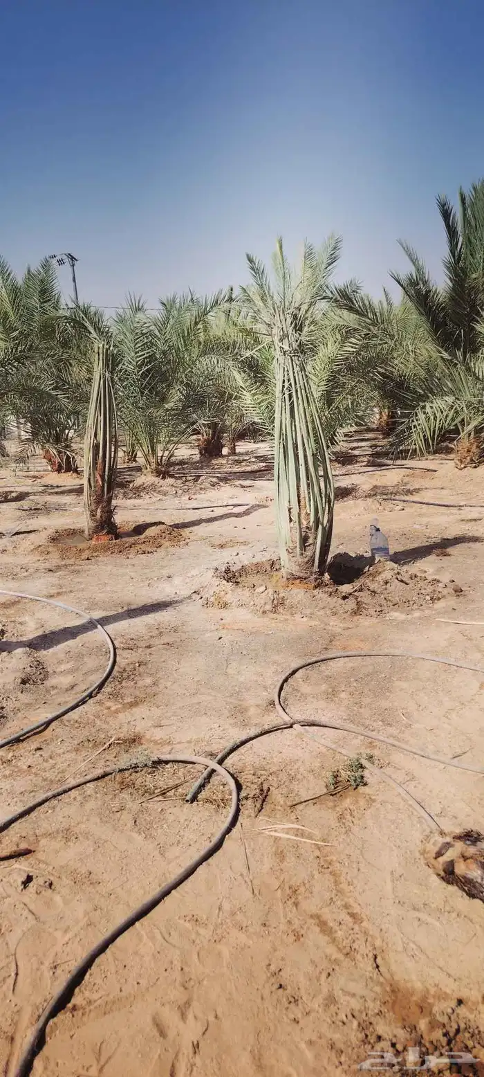 نخيل عربي واشنطني الخرج توصل وتركيب 9