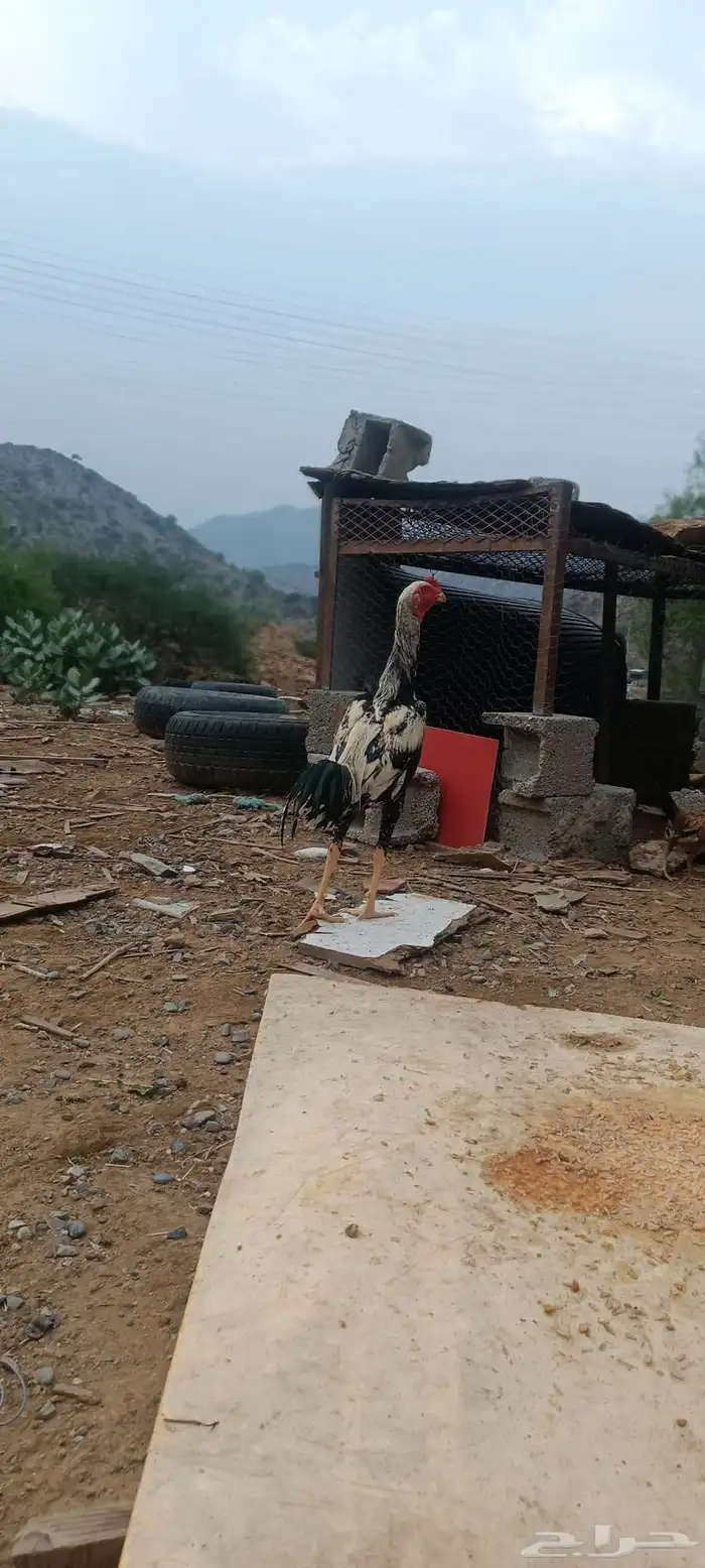 ديك سندي 2