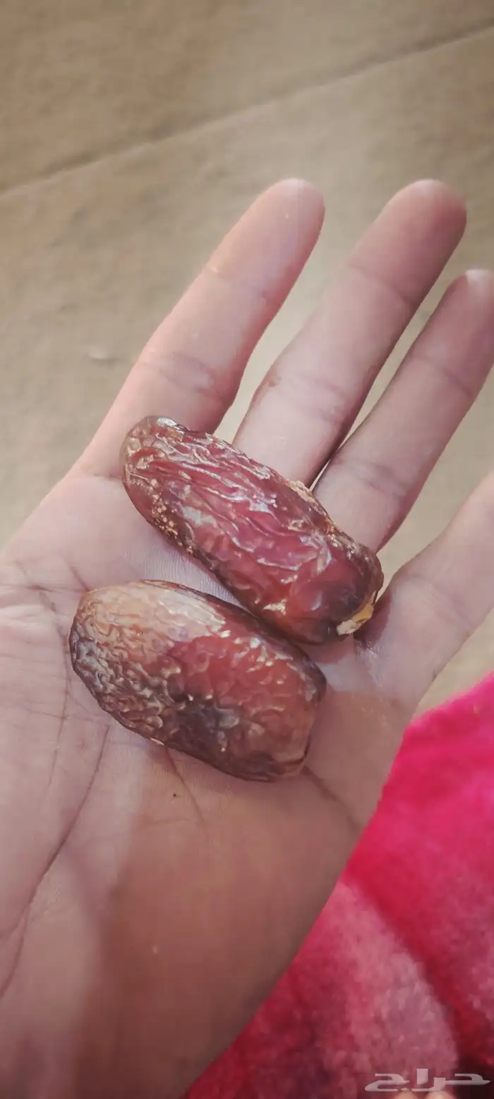 نخيل عربي واشنطني الخرج توصل وتركيب 4