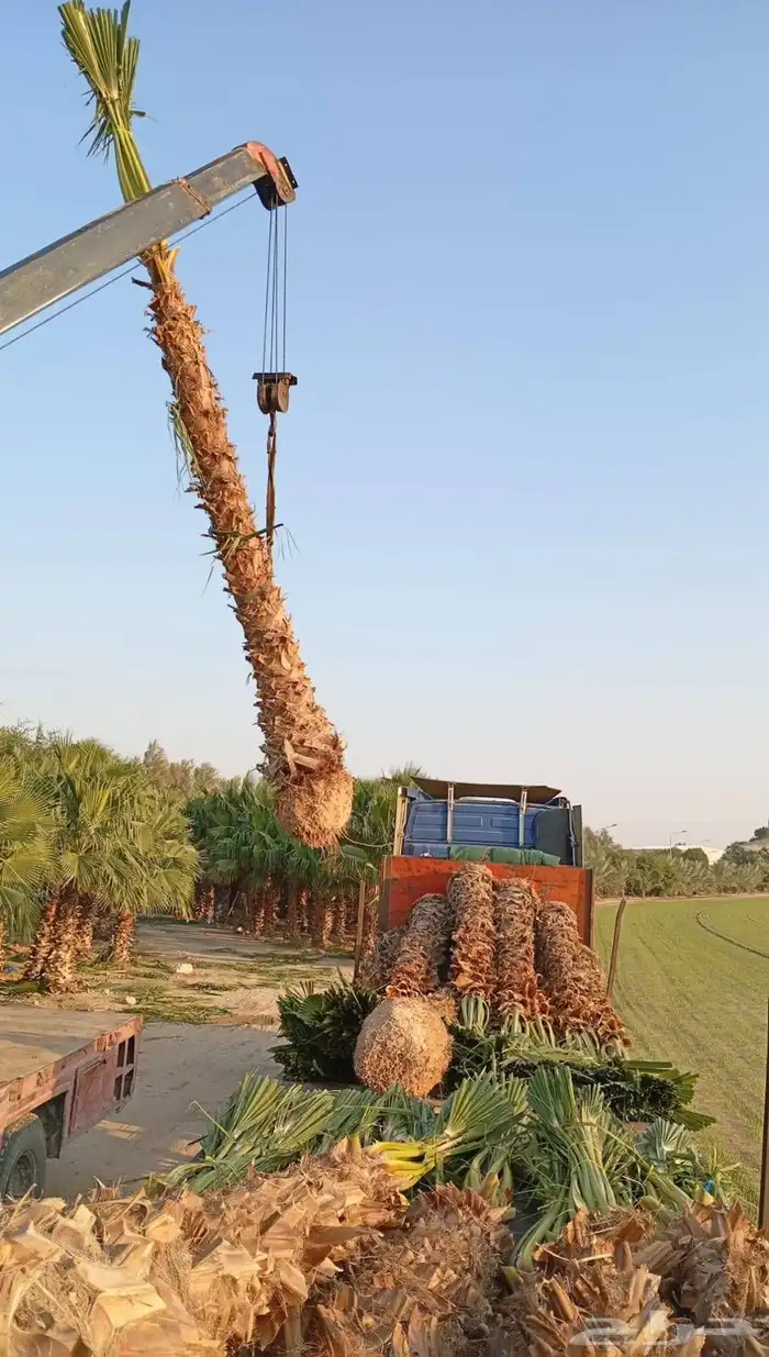 زراعه نخيل وتركيب شبوك 8