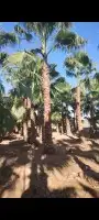 نخيل واشنطن للبيع 8