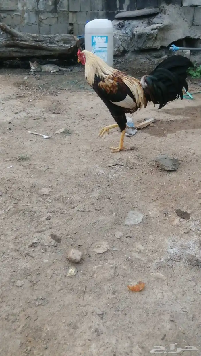 ديك باكستاني للبيع على السوم 0