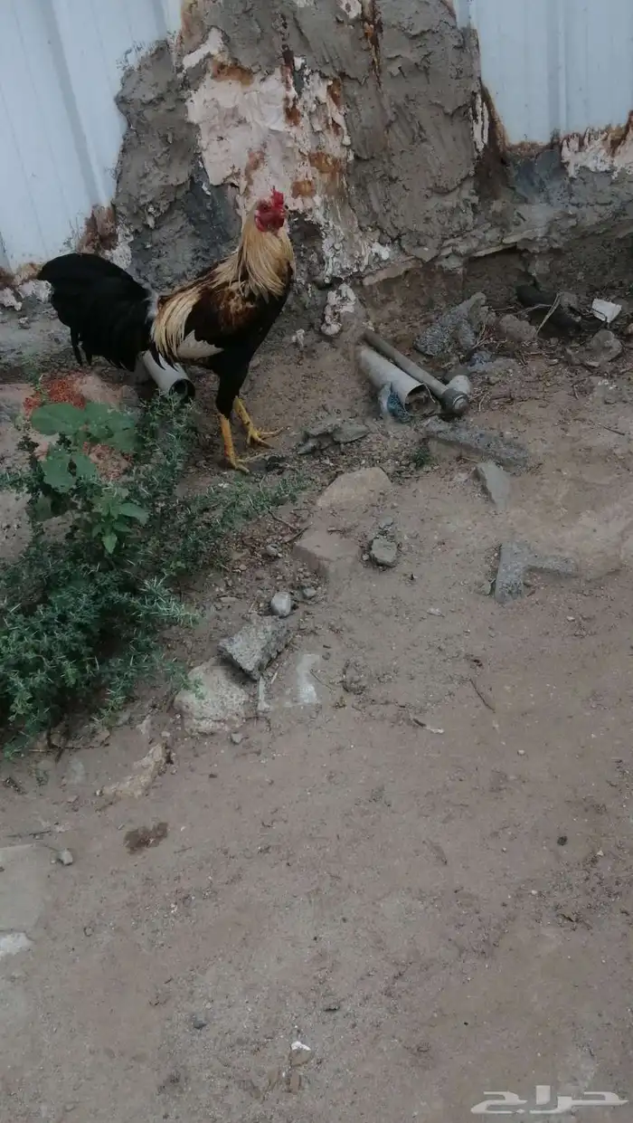 ديك باكستاني للبيع على السوم 1