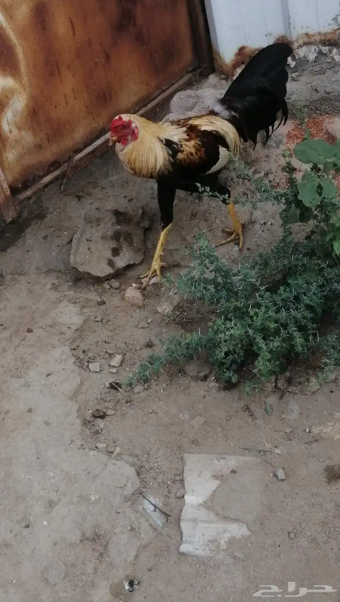 ديك باكستاني للبيع على السوم 2