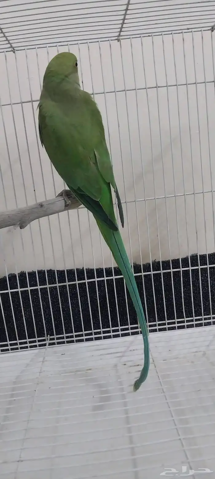 ذكر درة تم البيع 5