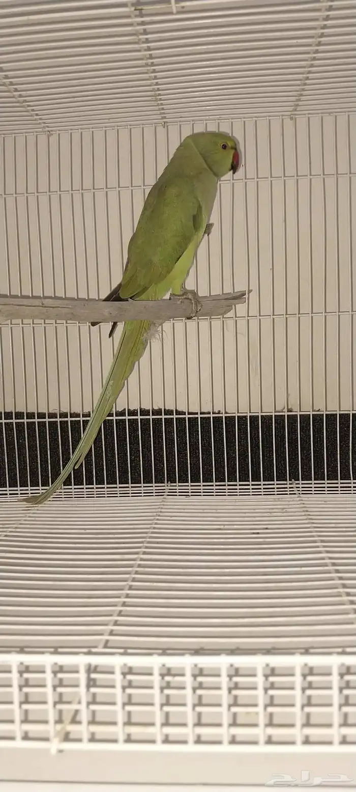 ذكر درة تم البيع 1