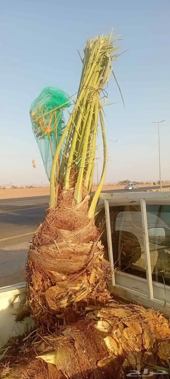 يوجد الدنيا لان 3 نخلات للبيع اخلاص مكتومي منيفي 0