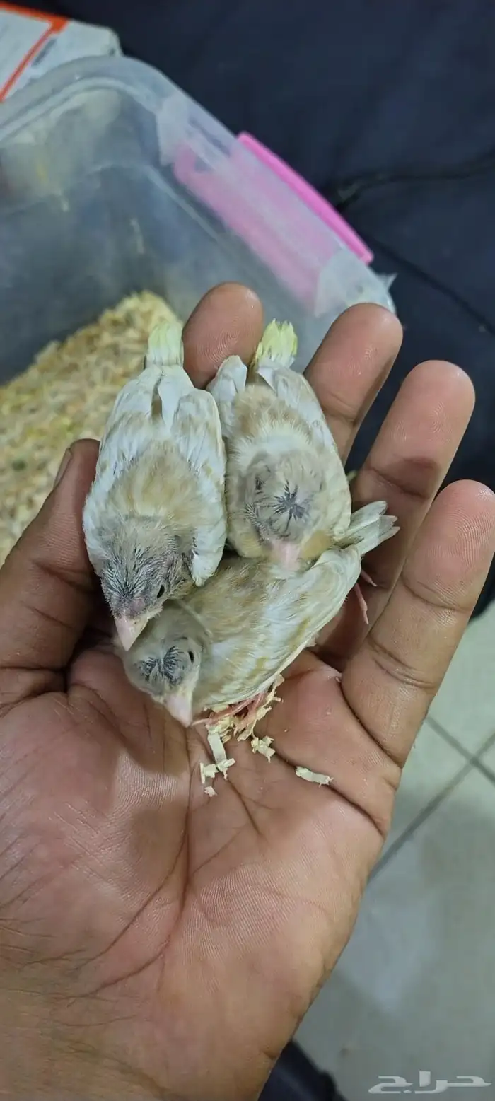 فروخ كناري 1