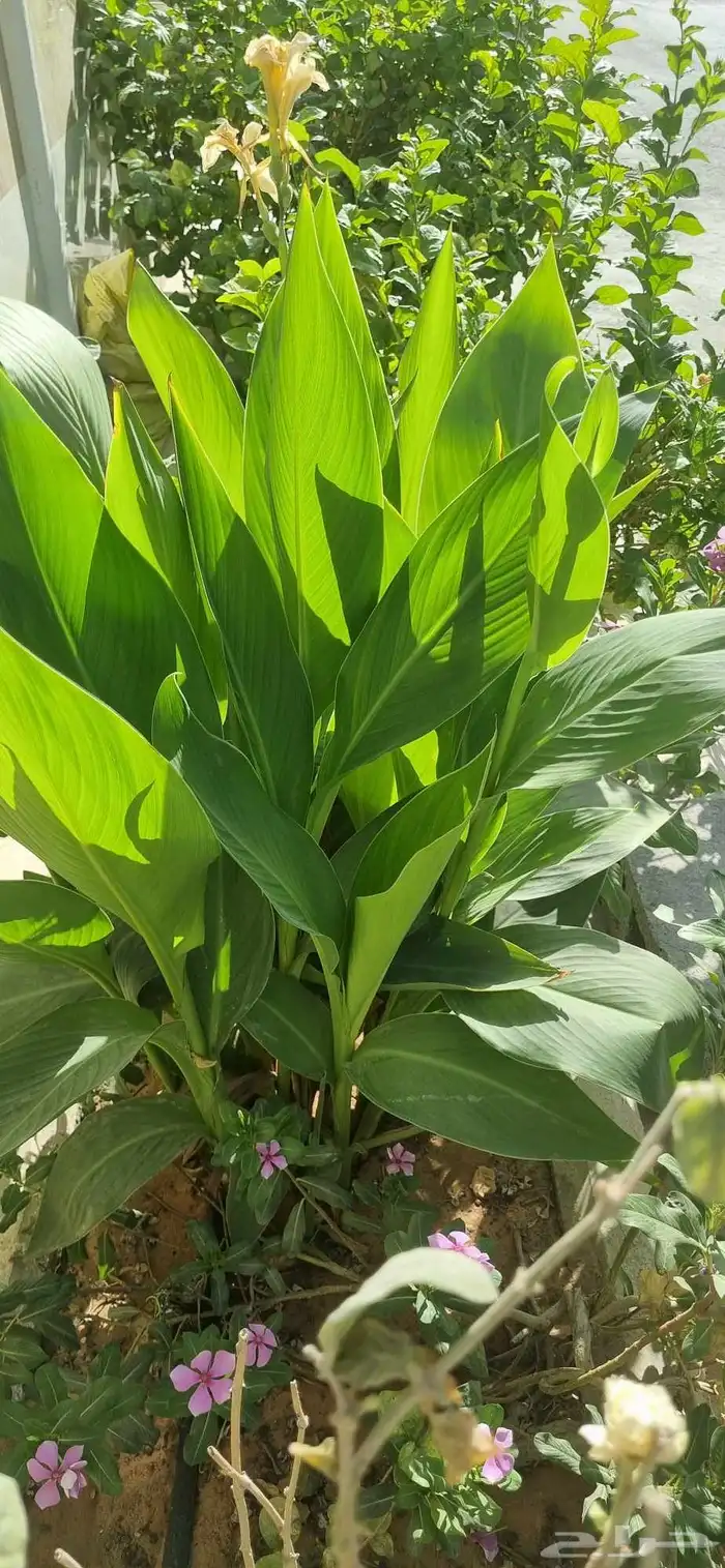 تنسيق حدائق 4