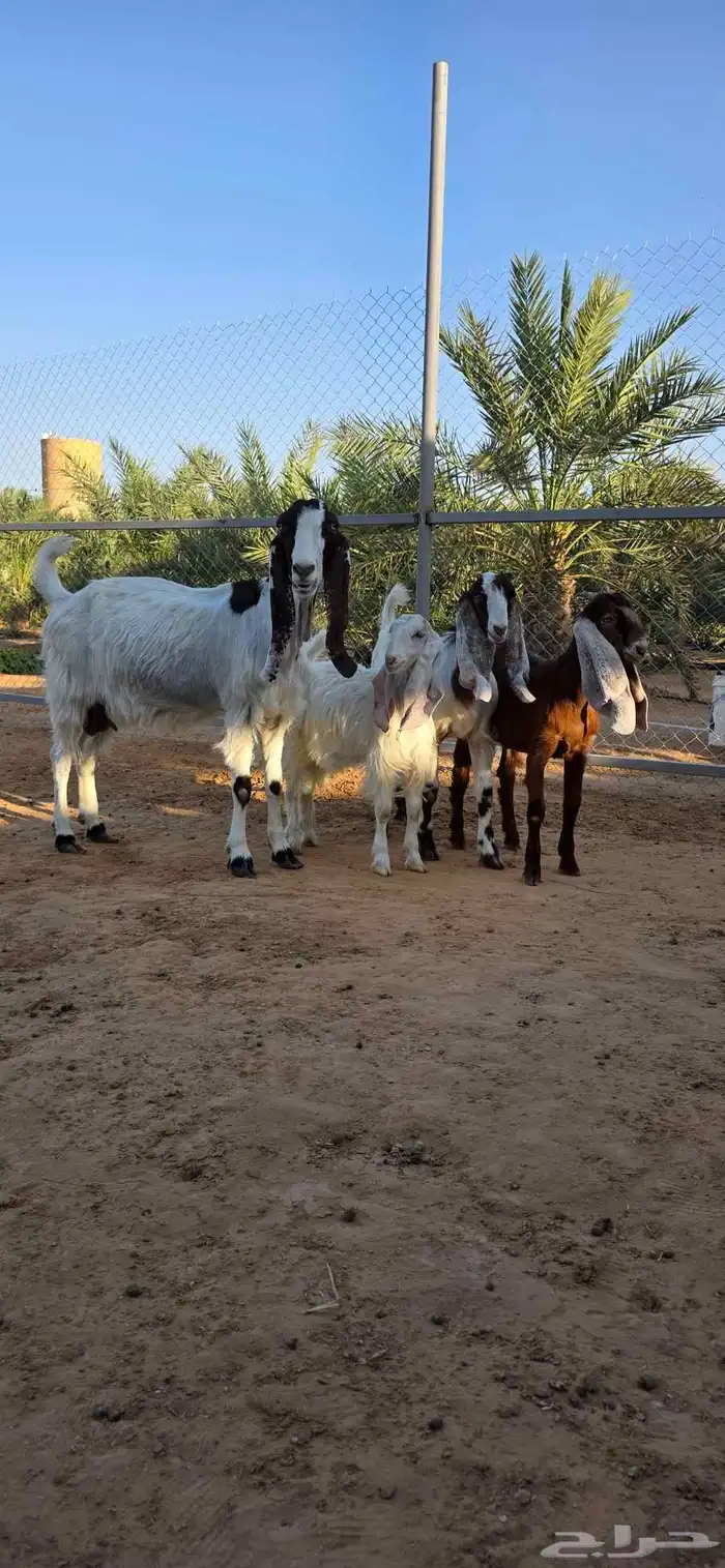 عنز مصرية 0